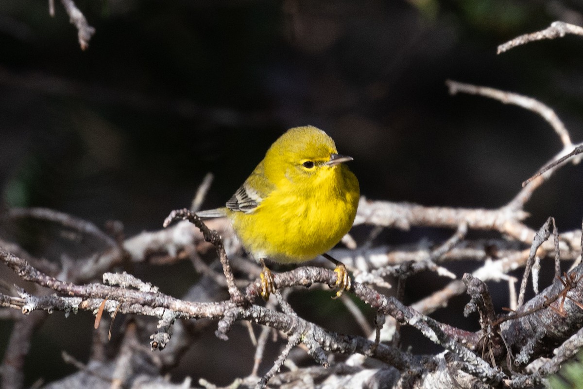Pine Warbler - ML627045902