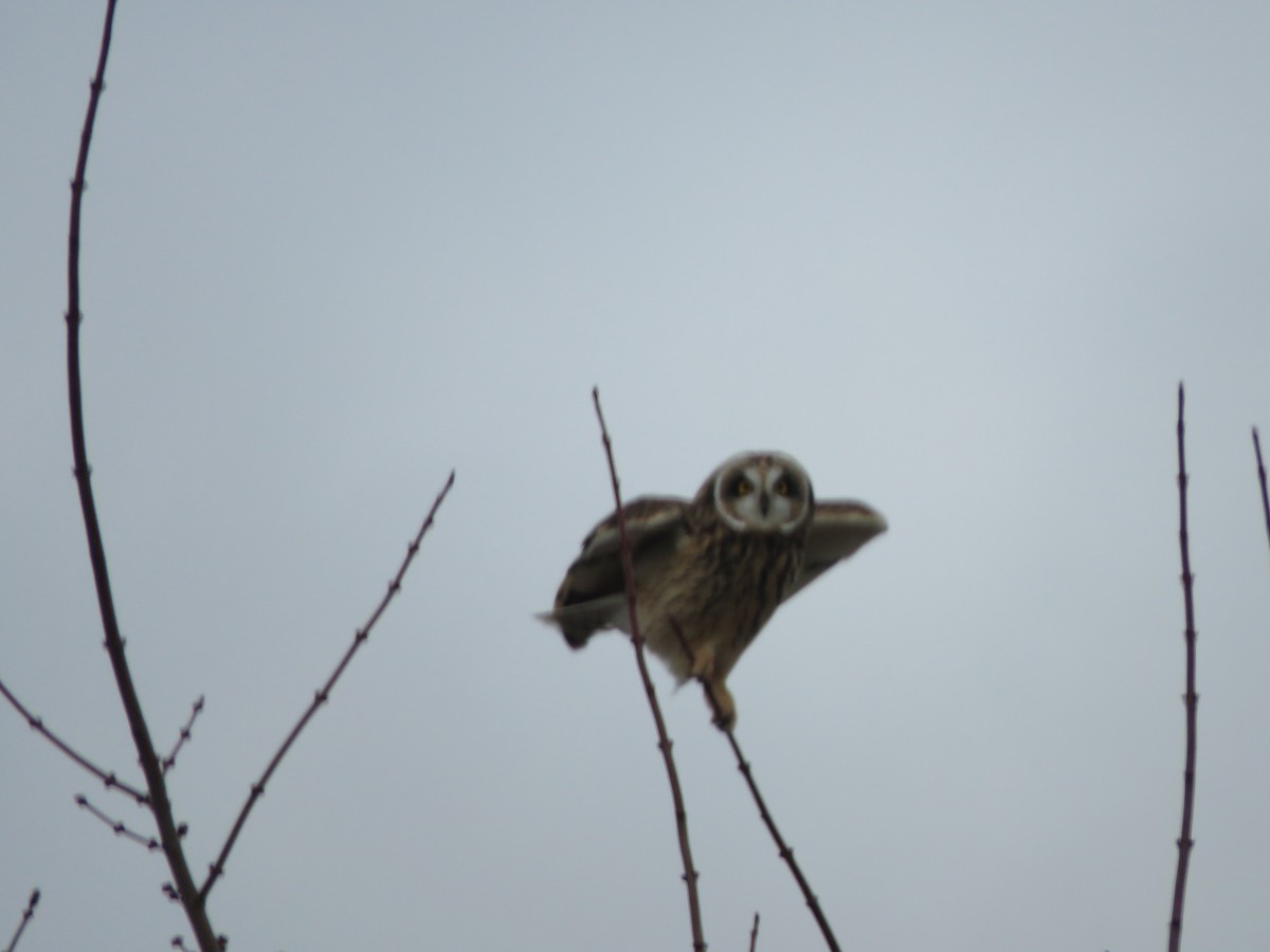 Short-eared Owl - ML627045989