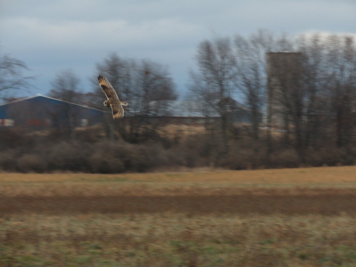 Short-eared Owl - ML627045993