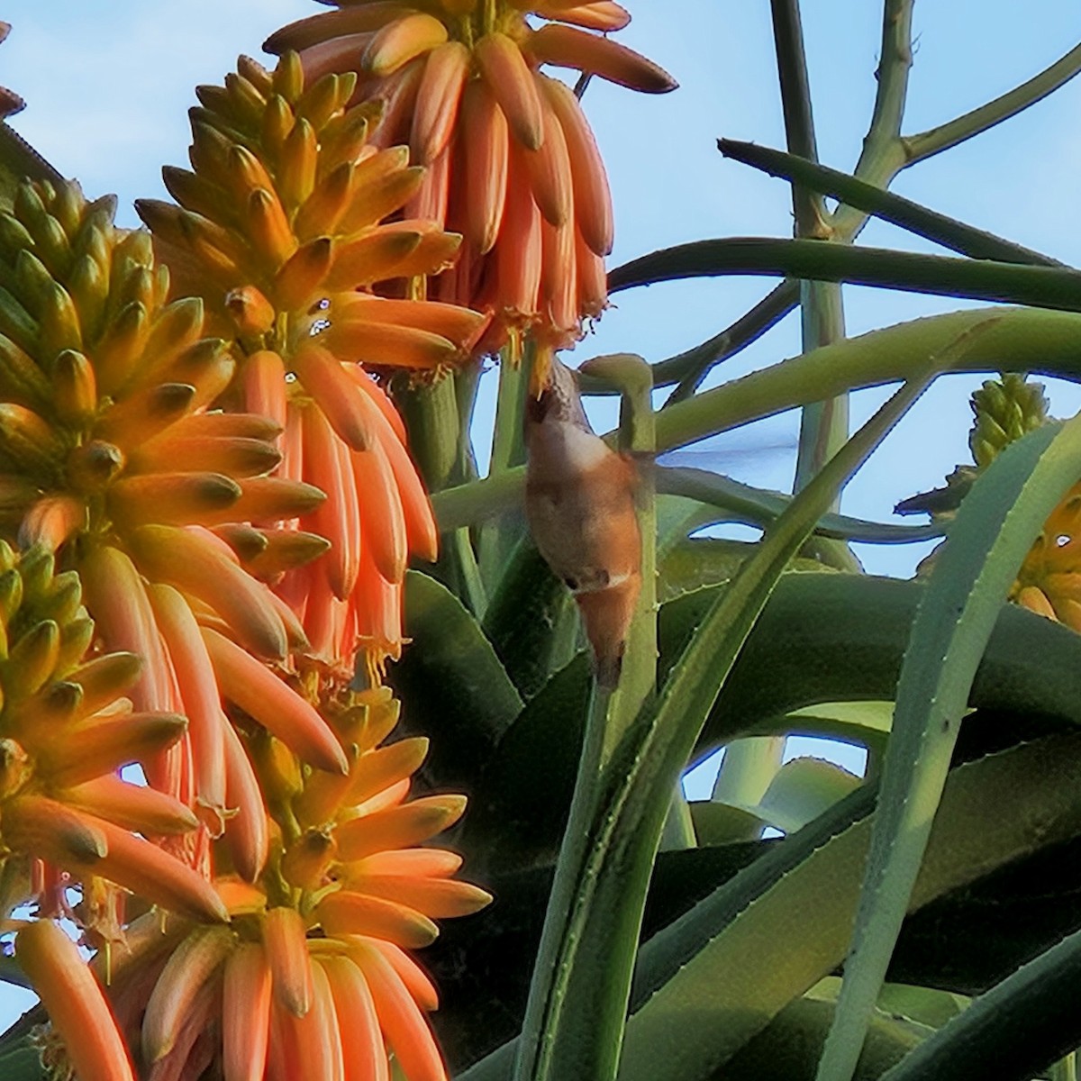 Allen's Hummingbird - Tser Supalla