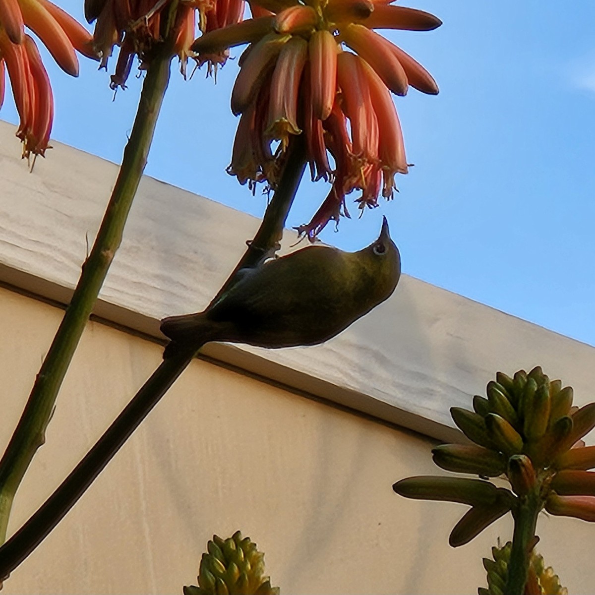 Swinhoe's White-eye - ML627046054