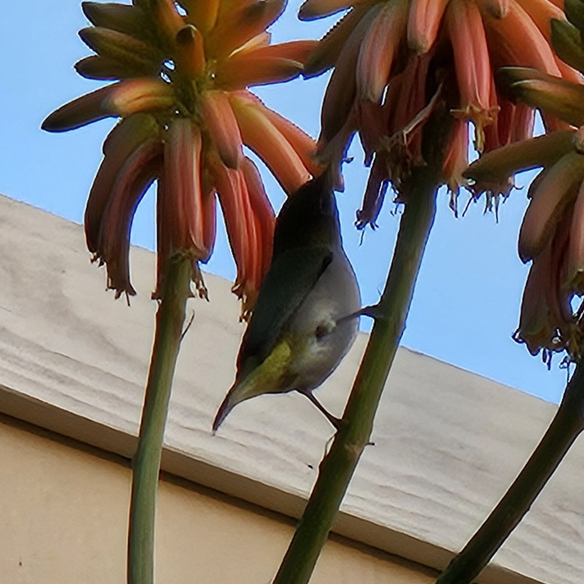 Swinhoe's White-eye - ML627046061