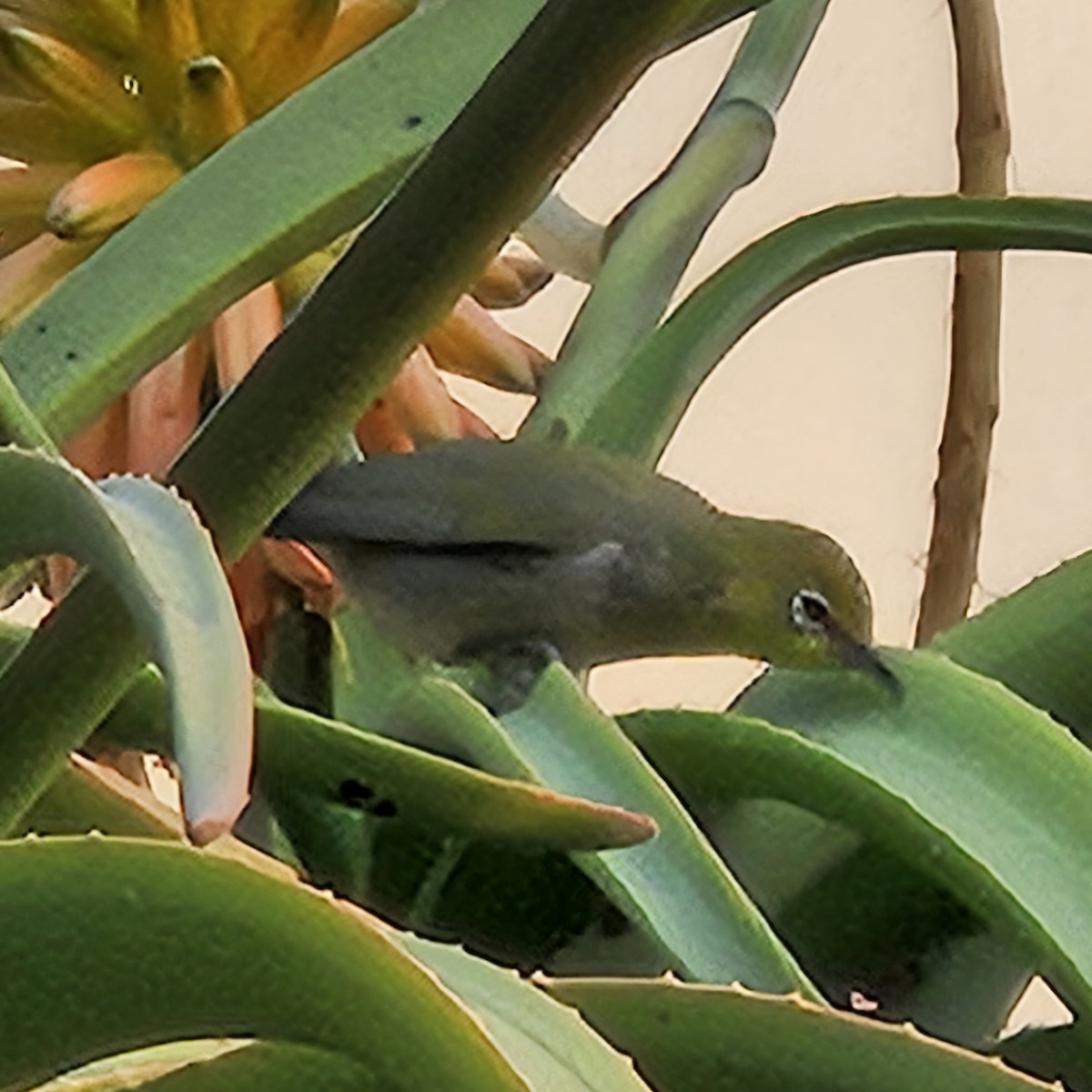 Swinhoe's White-eye - ML627046068