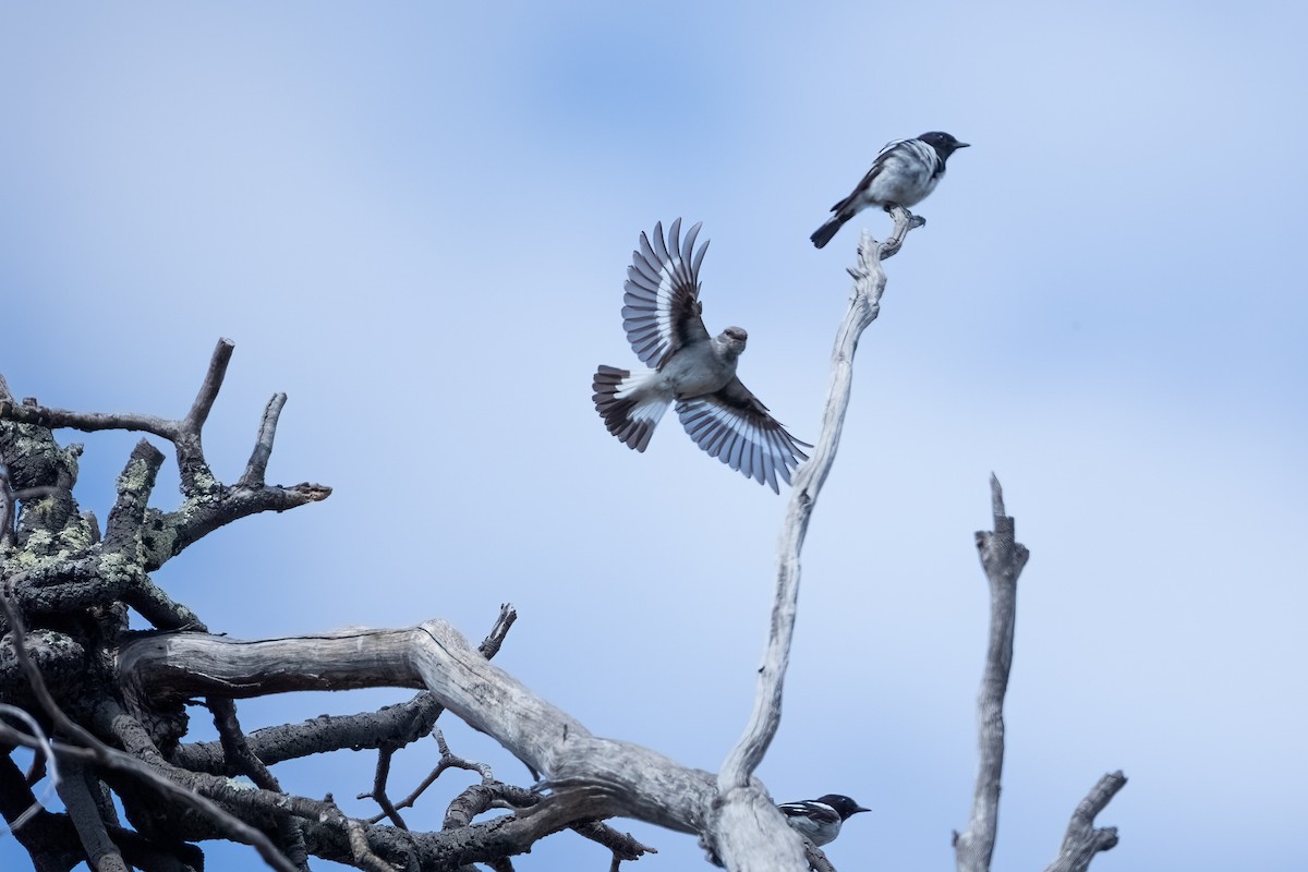 Hooded Robin - ML627046172