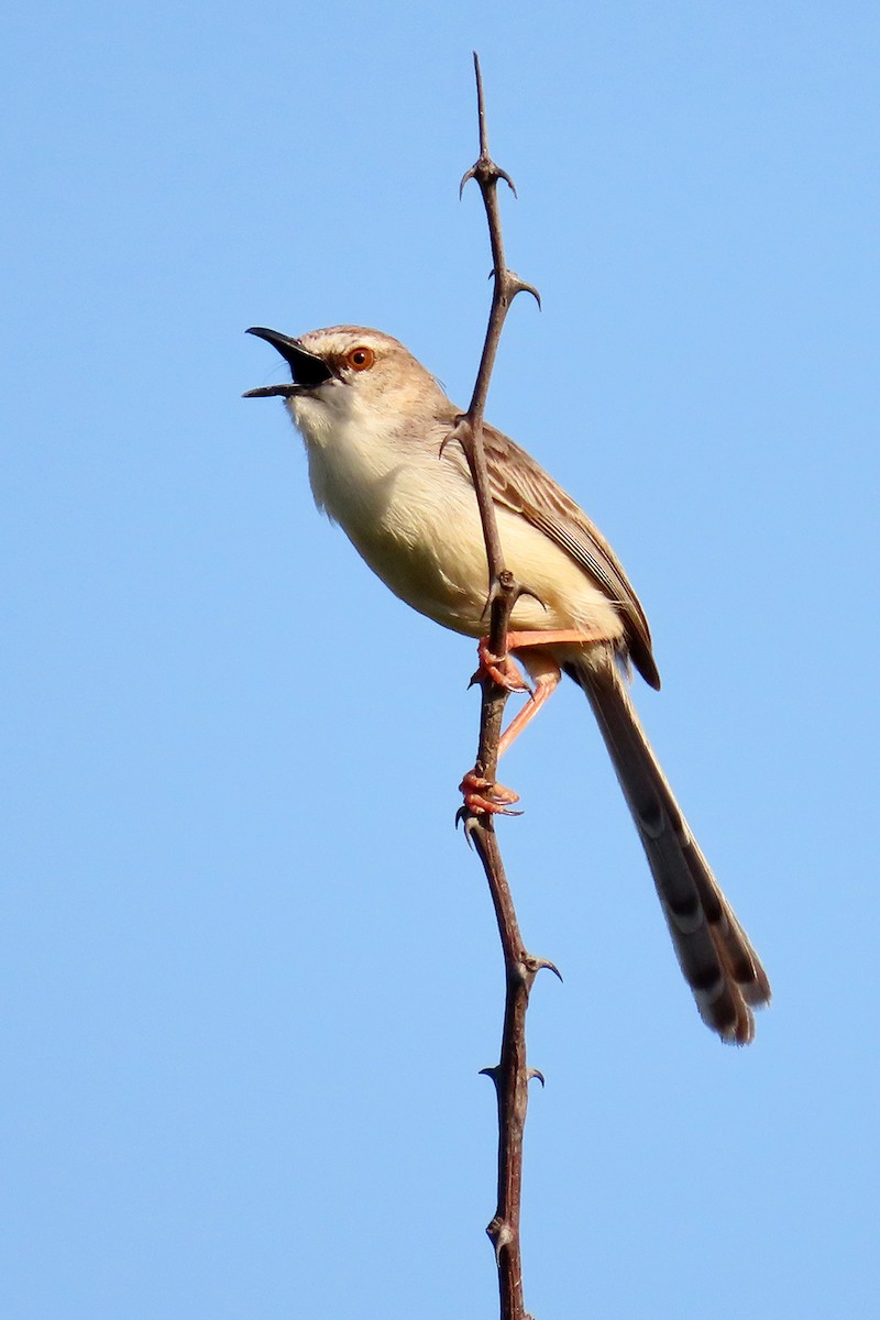 Pale Prinia - ML627046192