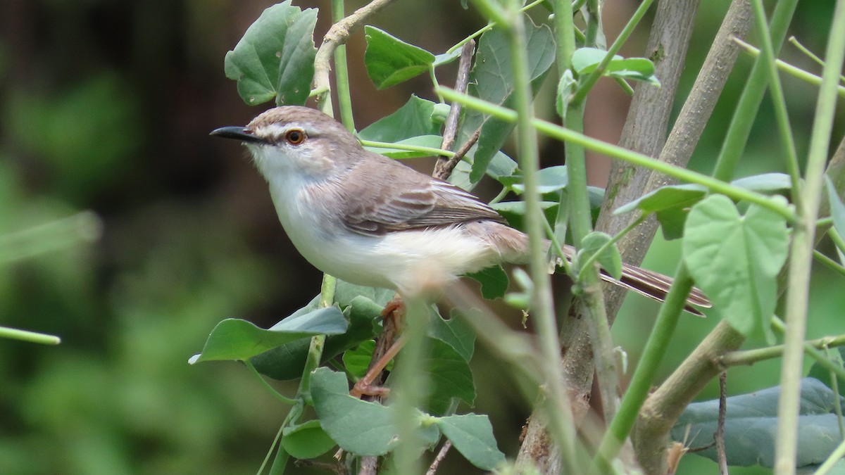 Pale Prinia - ML627046193