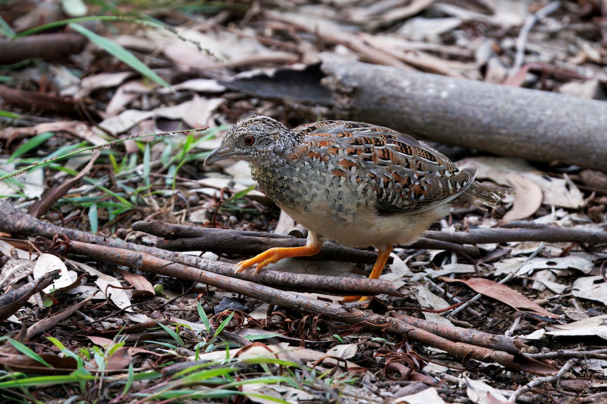 perepel rudooký - ML627046223