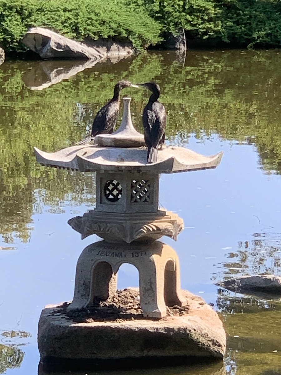 Little Black Cormorant - ML627046352