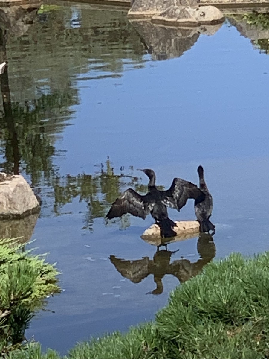Little Black Cormorant - ML627046359