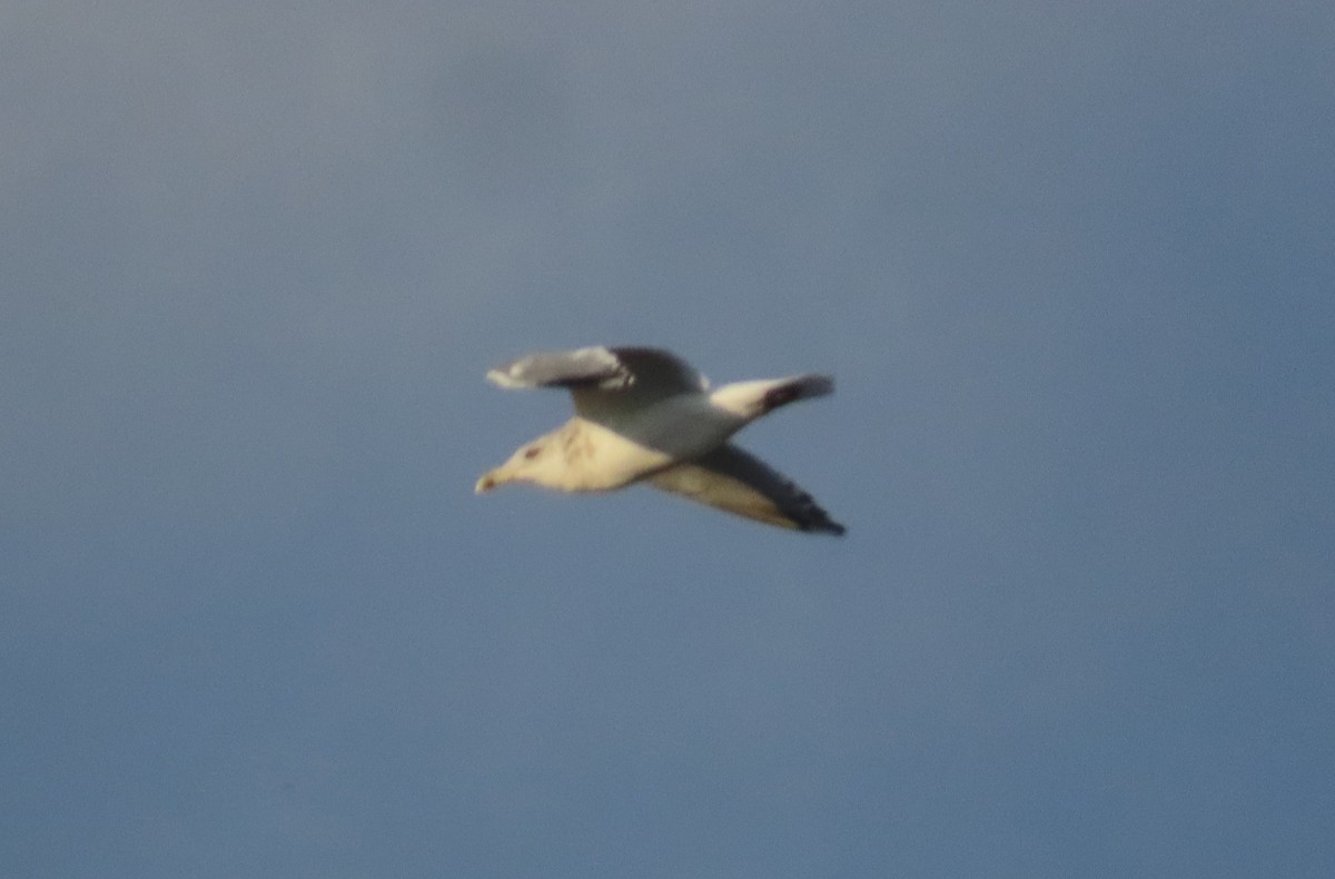 American Herring Gull - ML627046449