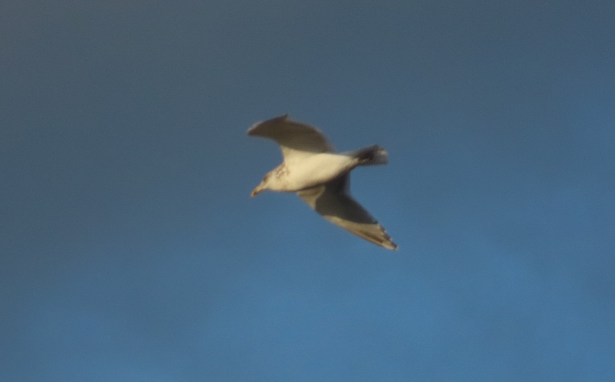 American Herring Gull - ML627046450