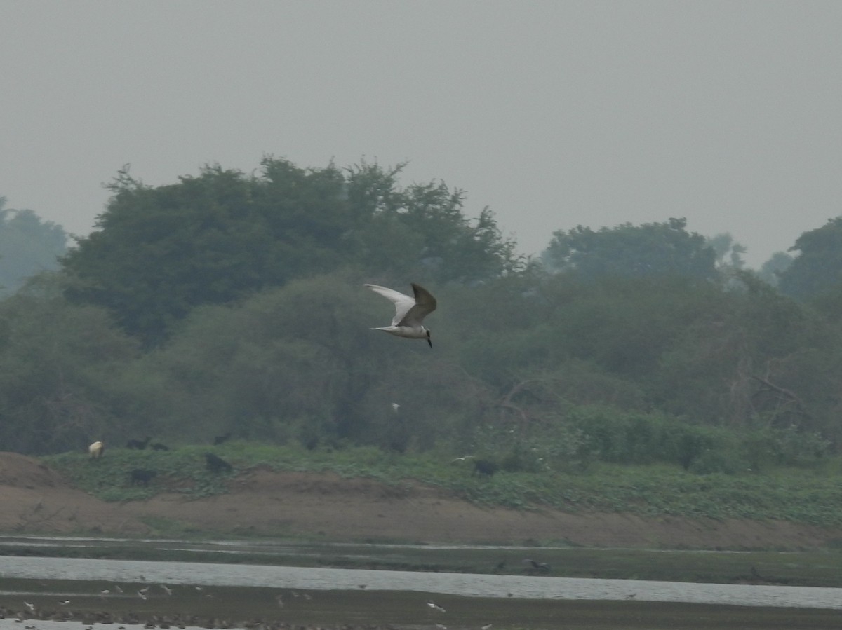 Whiskered Tern - ML627046473