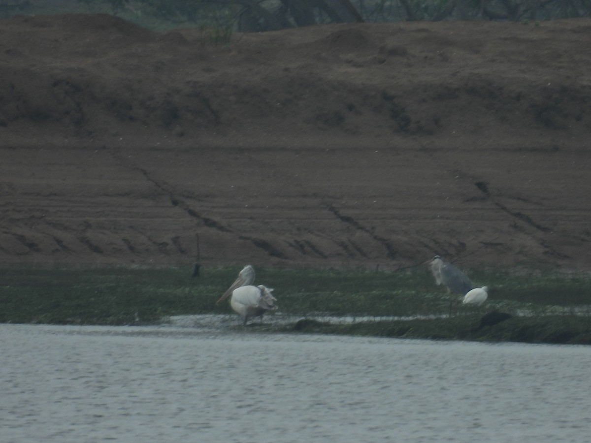 Spot-billed Pelican - ML627046507
