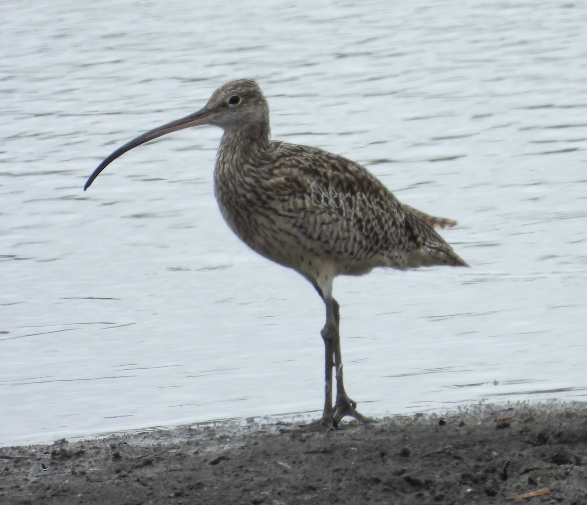 Far Eastern Curlew - Maylene McLeod