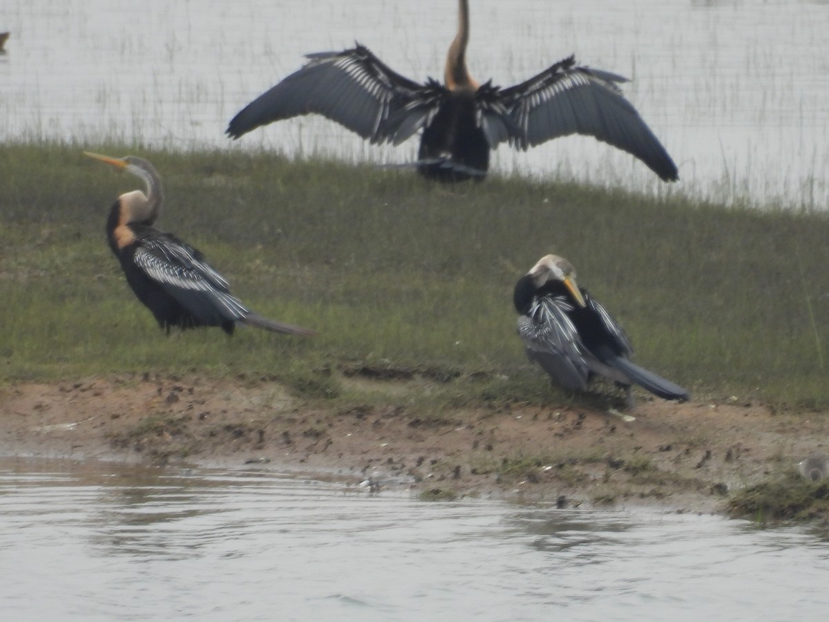 Oriental Darter - ML627046524