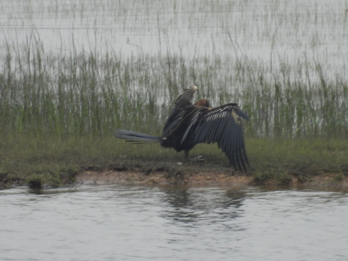 Oriental Darter - ML627046526