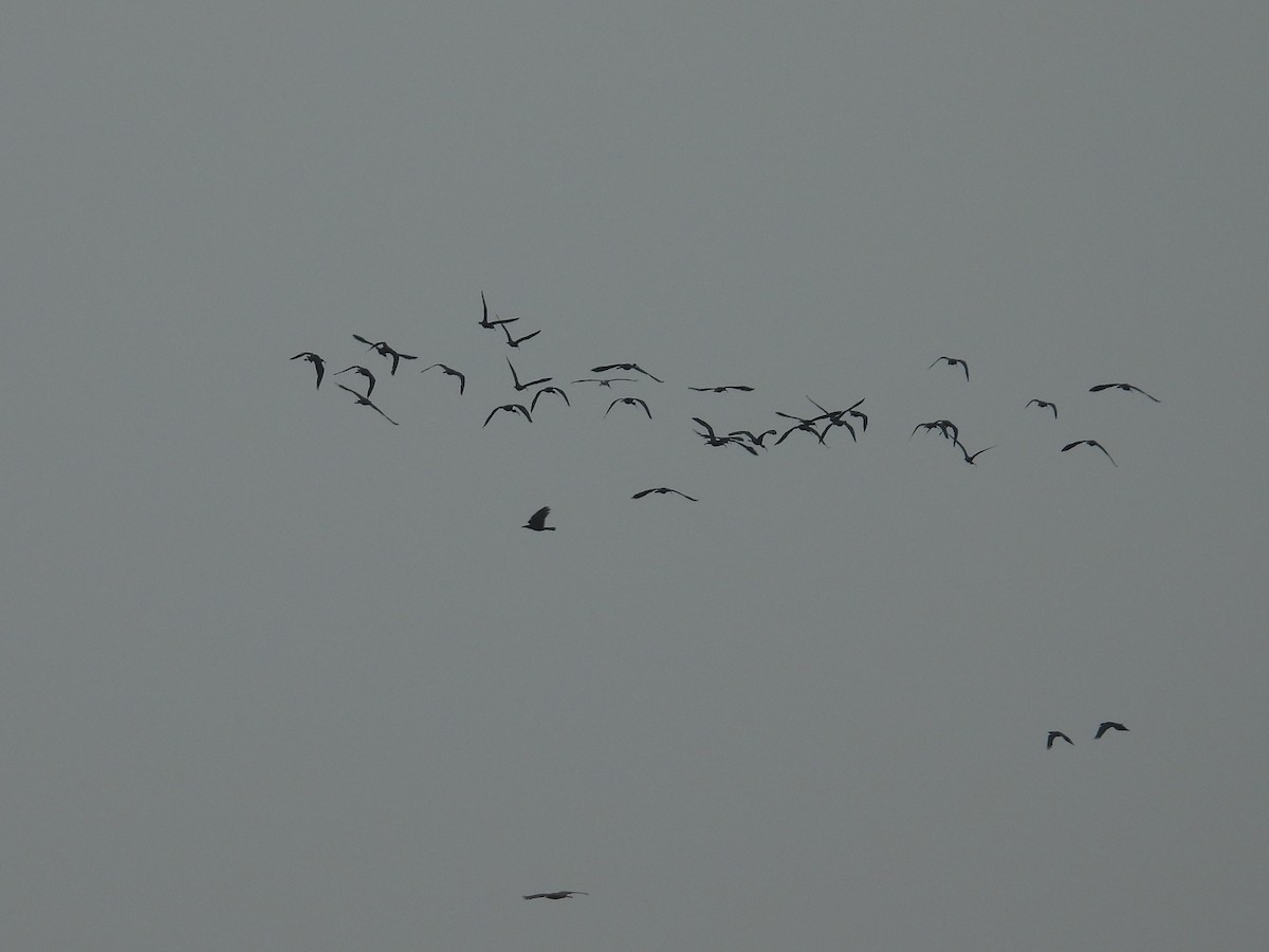 Glossy Ibis - ML627046561