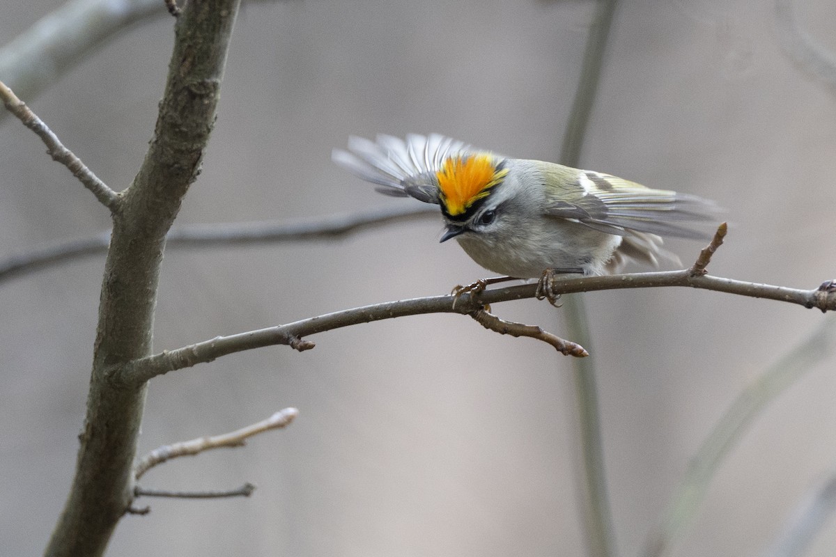 Golden-crowned Kinglet - Michael Stubblefield