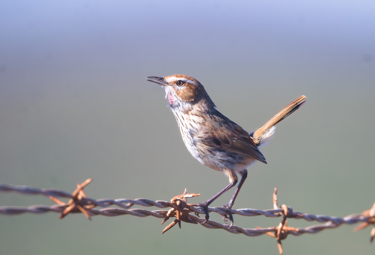 Rufous Fieldwren - ML627046604