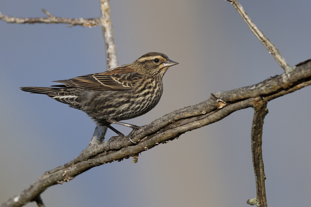 Red-winged Blackbird (Red-winged) - Michael Stubblefield