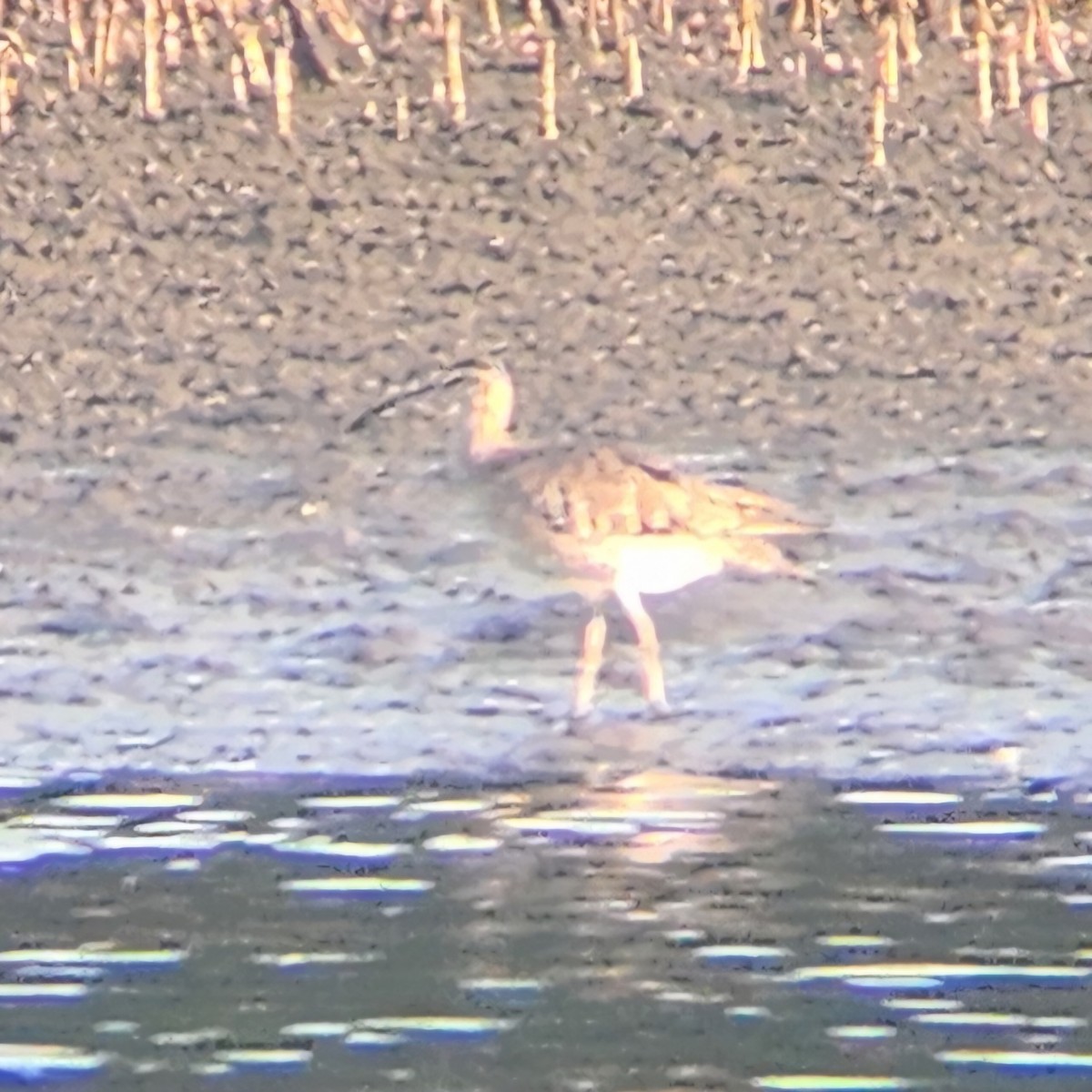 Whimbrel (White-rumped) - ML627046686