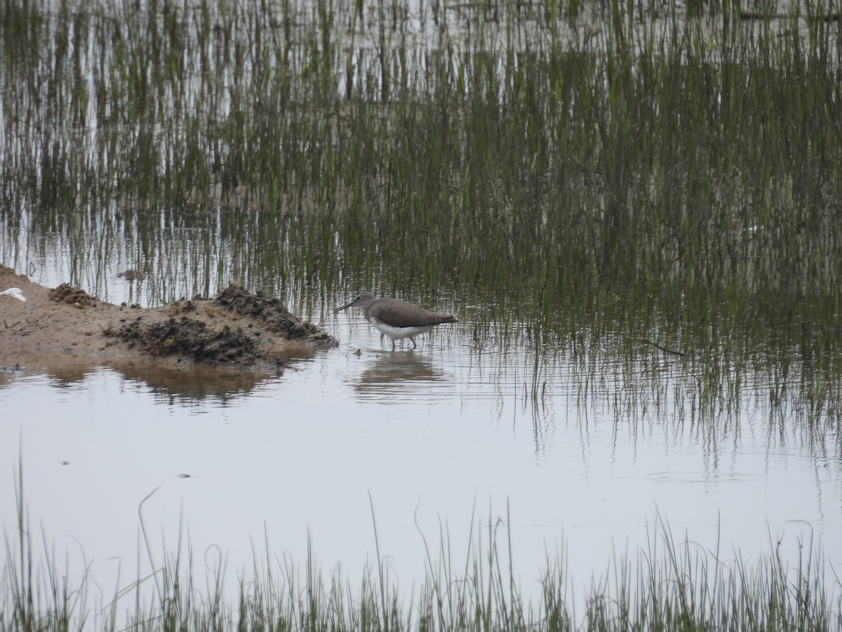 Green Sandpiper - ML627046689