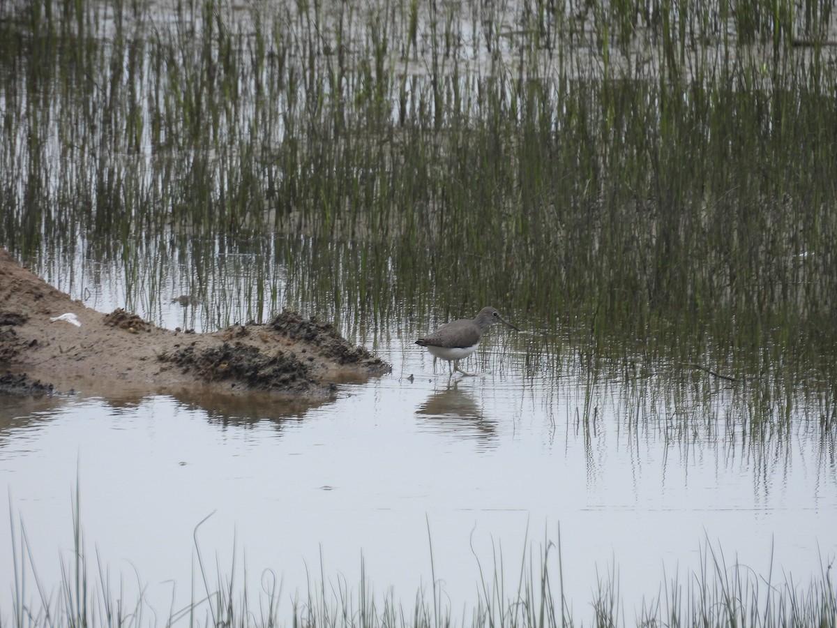 Green Sandpiper - ML627046690