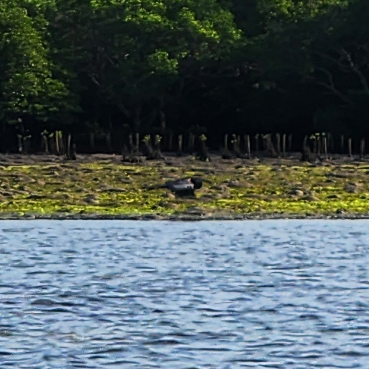 Great-billed Heron - ML627046692