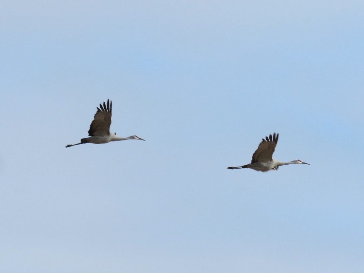 Sandhill Crane - ML627046695