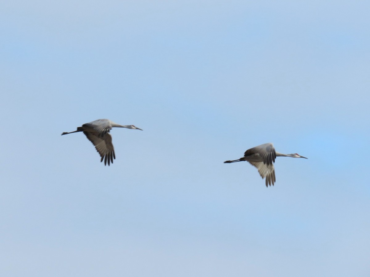 Sandhill Crane - ML627046696