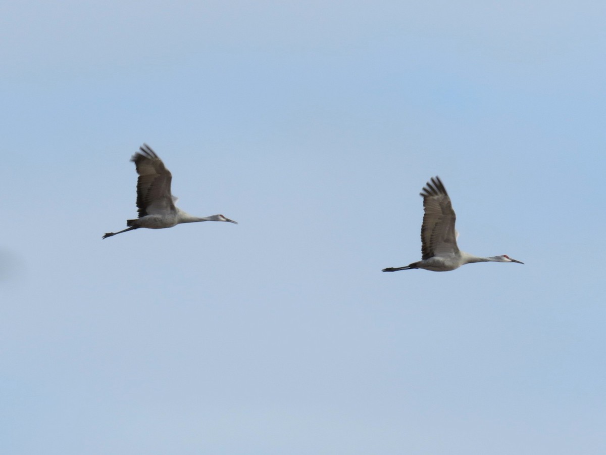 Sandhill Crane - ML627046697