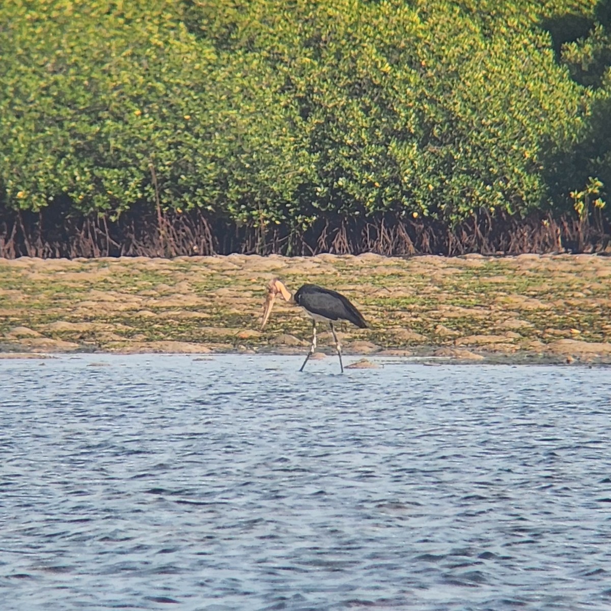 Lesser Adjutant - ML627046699
