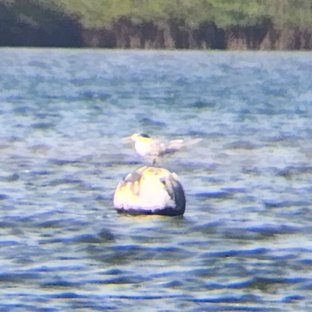 Great Crested Tern - ML627046703