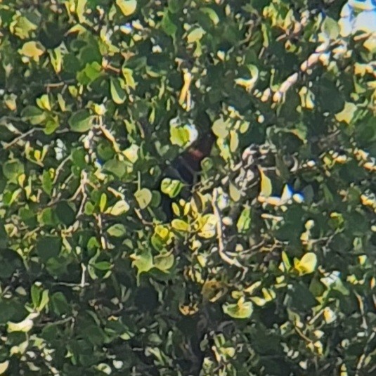 Chestnut-breasted Malkoha - ML627046707