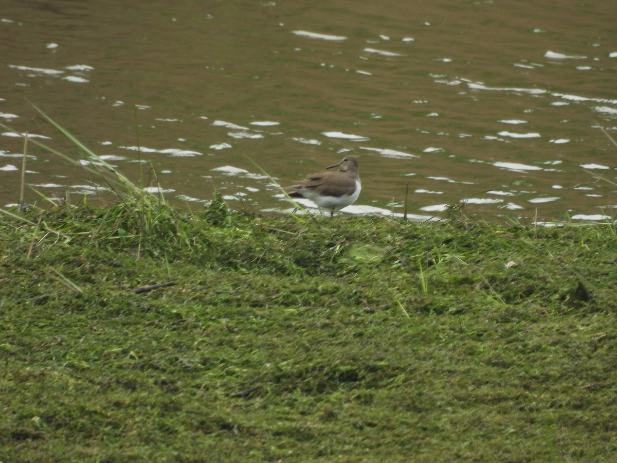 Common Sandpiper - ML627046728