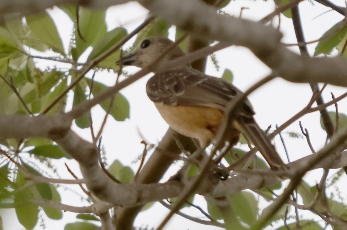 Fawn-breasted Bowerbird - ML627046897