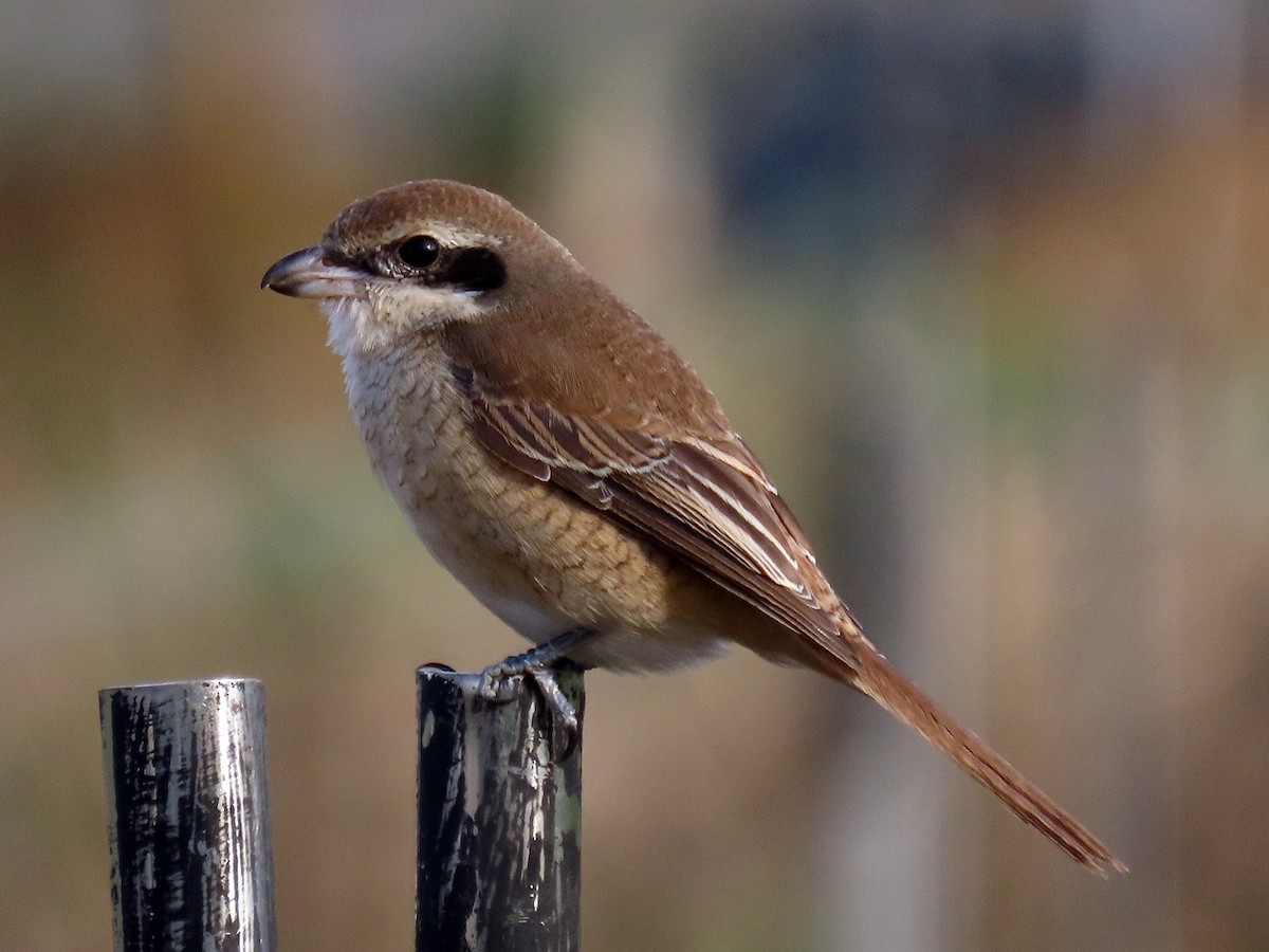 Brown Shrike - ML627047036