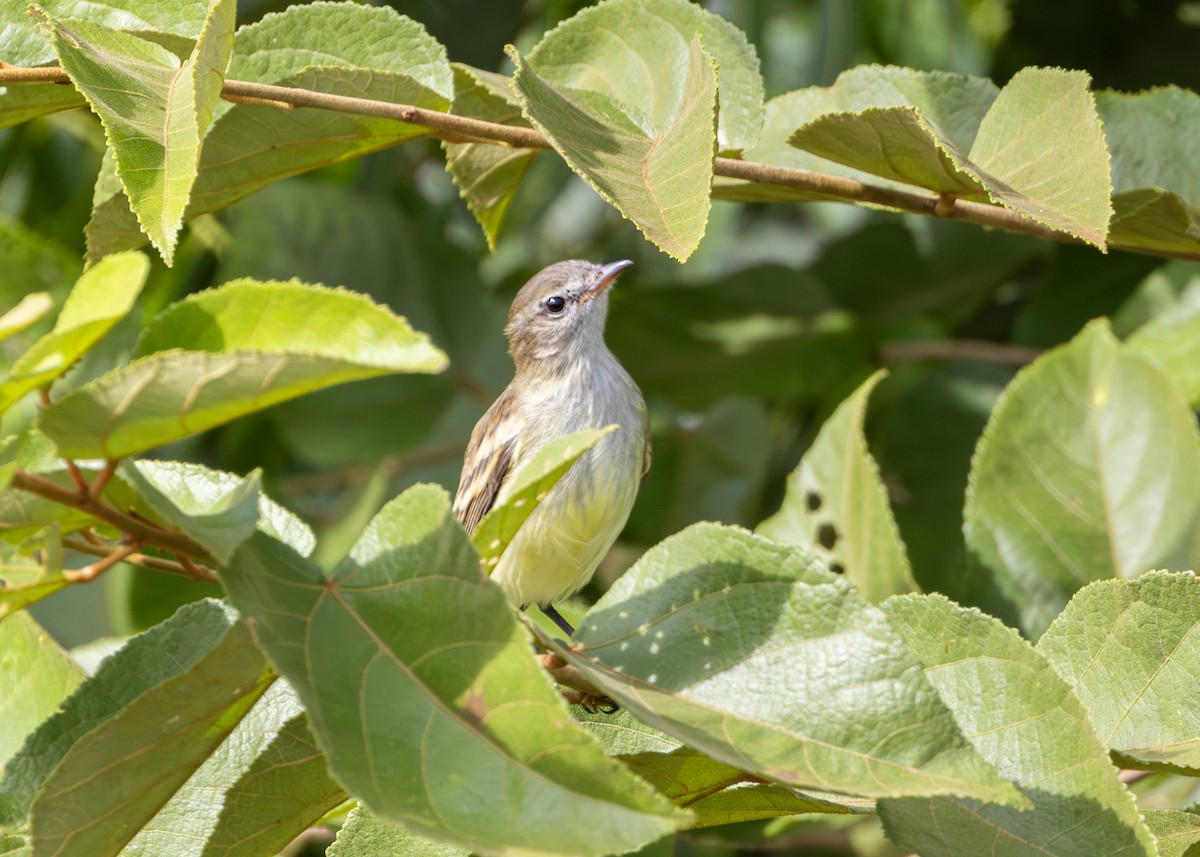 Mouse-colored Tyrannulet (Northern) - ML627047209