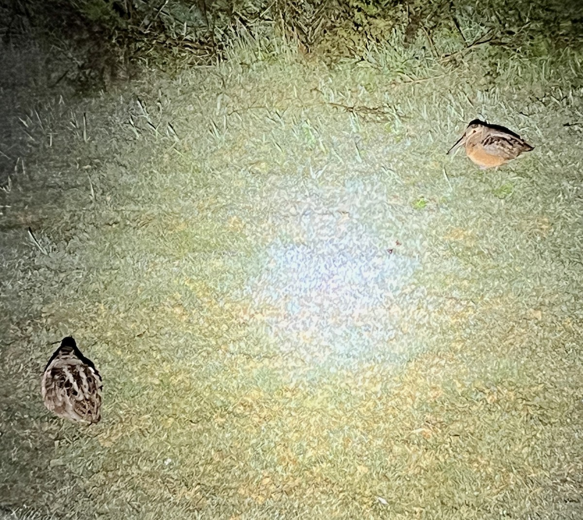 American Woodcock - ML627047300