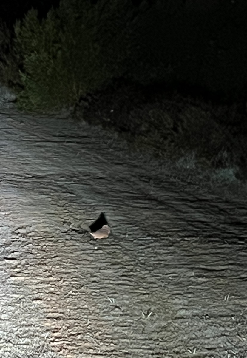 American Woodcock - ML627047301