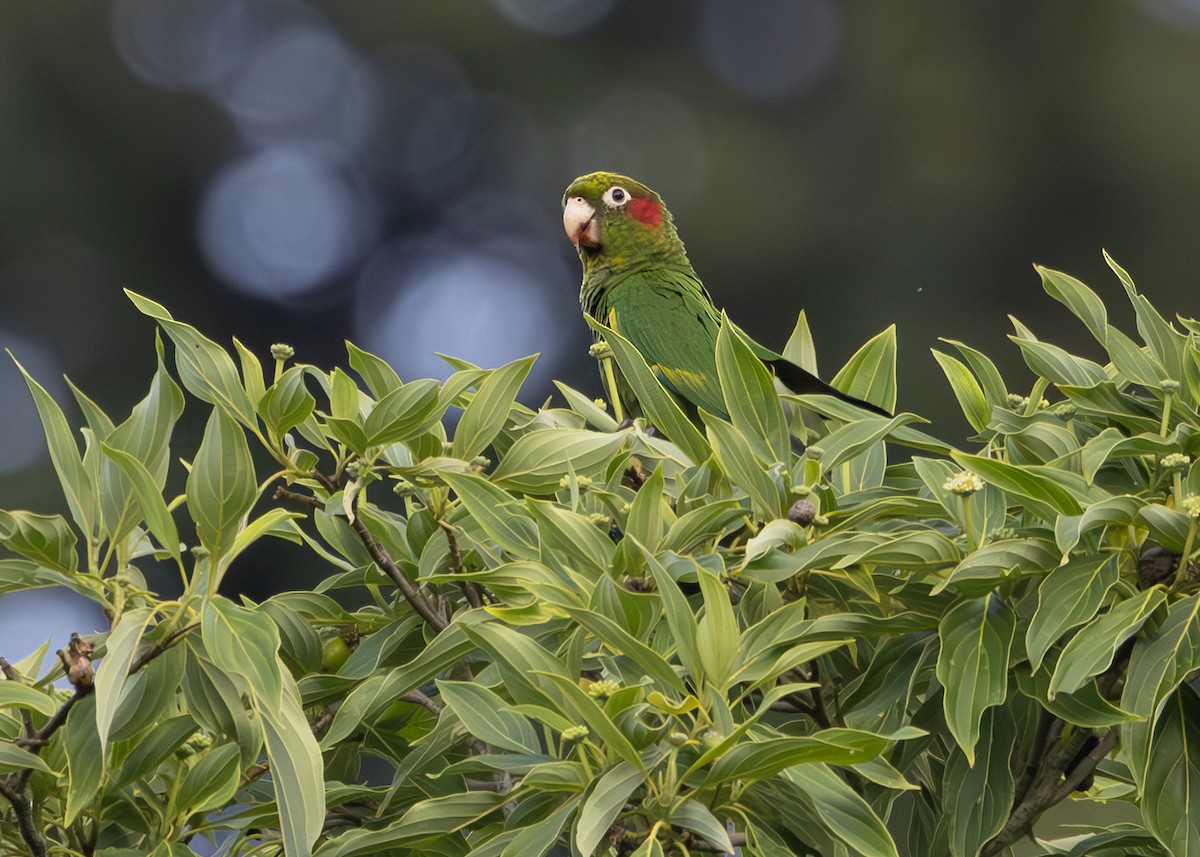 Sulphur-winged Parakeet - ML627047309