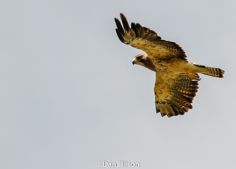 Swainson's Hawk - ML62704731