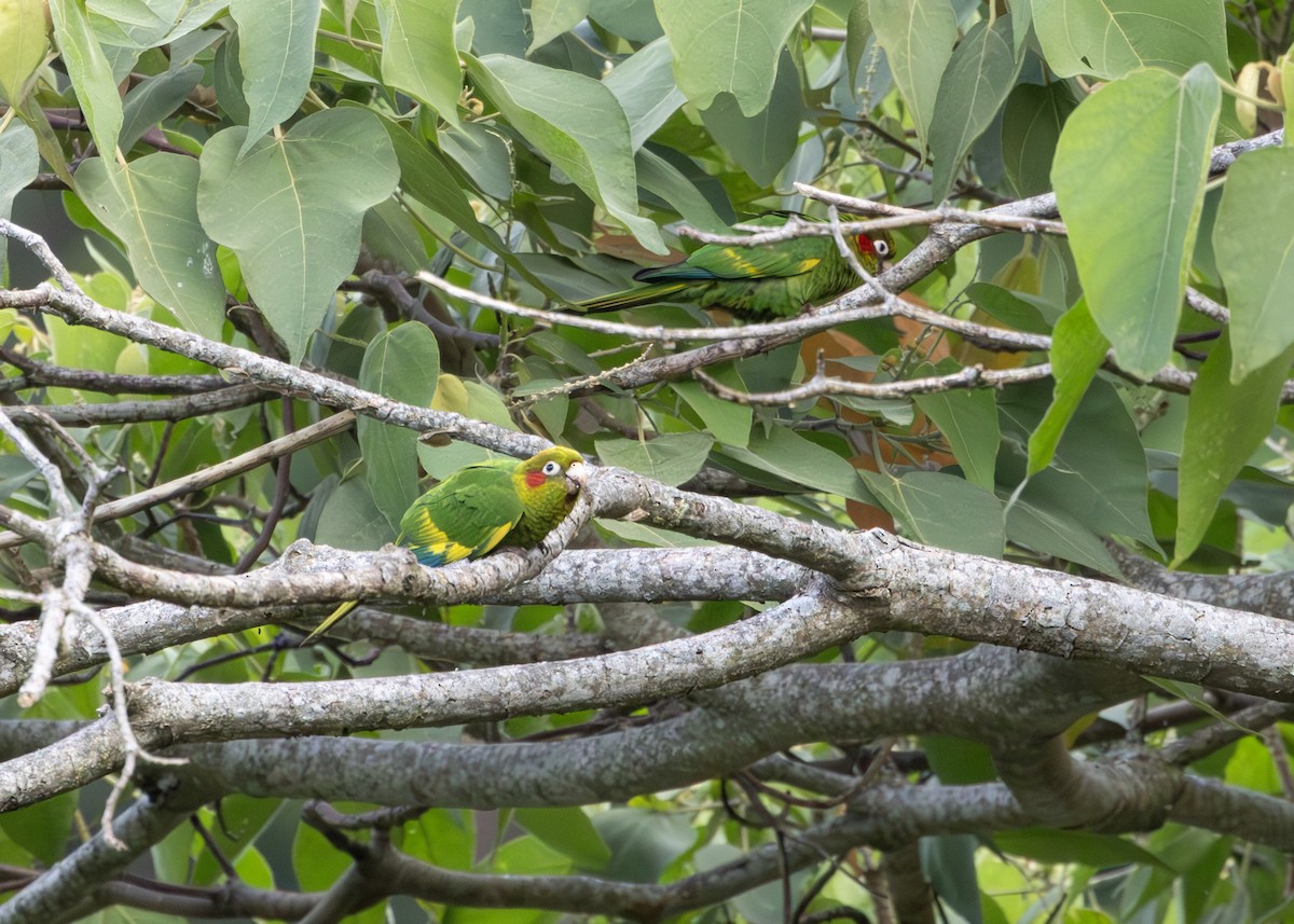 Sulphur-winged Parakeet - ML627047312