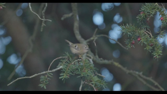 Goldcrest (European) - ML627047471