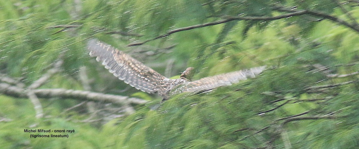 Rufescent Tiger-Heron - ML627047539