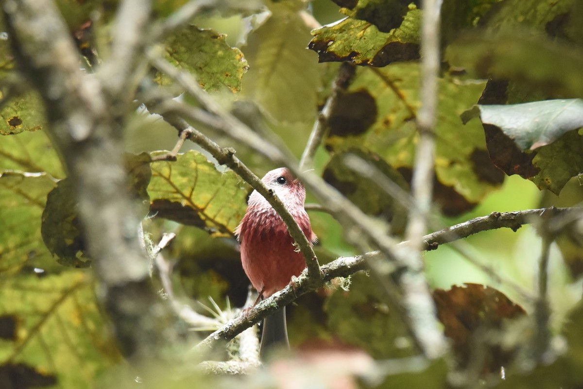 Pink-headed Warbler - ML627047690