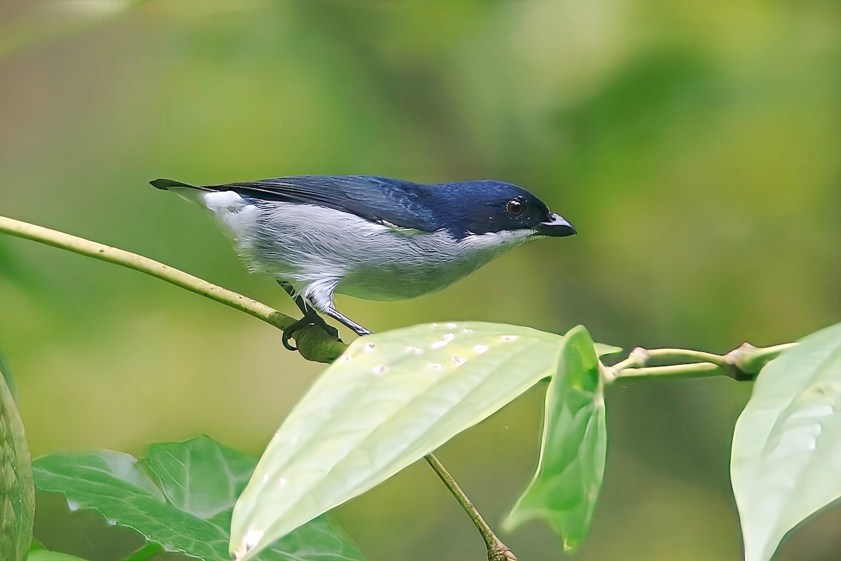 Bicolored Flowerpecker - ML627048322