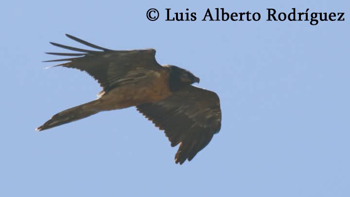 Bearded Vulture - ML627048324