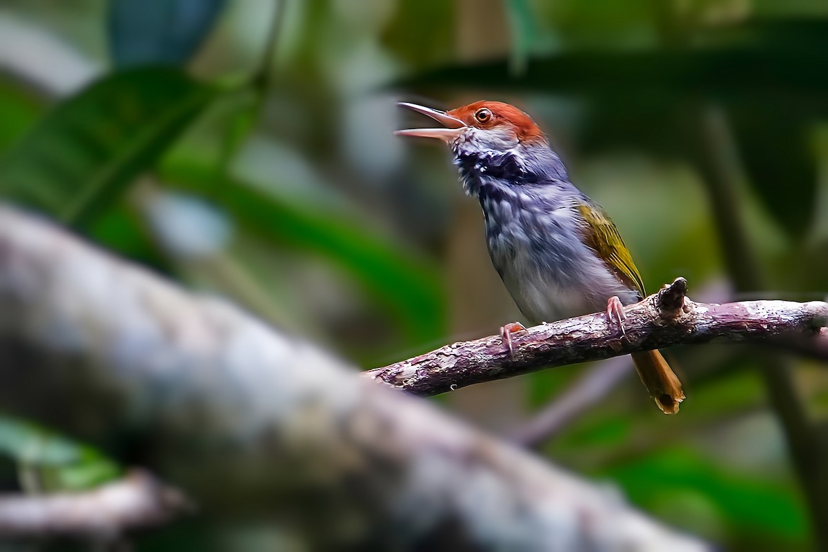 Visayan Tailorbird - ML627048358