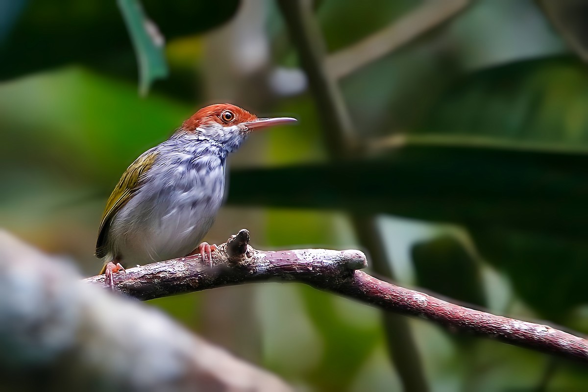 Visayan Tailorbird - ML627048359